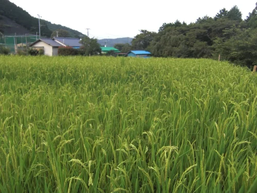 Rice field in the Japanese countryside